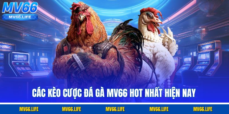 Các kèo cược đá gà Mv66 hot nhất hiện nay