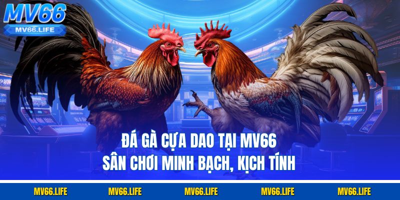 Đá Gà Cựa Dao Tại MV66 – Sân Chơi Minh Bạch, Kịch Tính