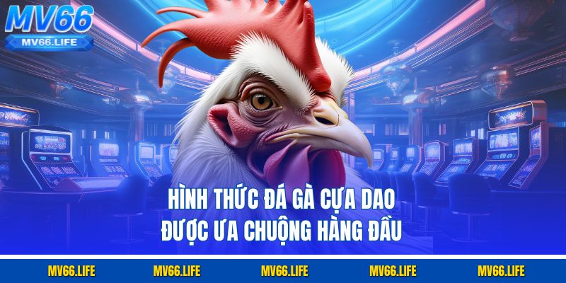 Hình thức đá gà cựa dao được ưa chuộng hàng đầu
