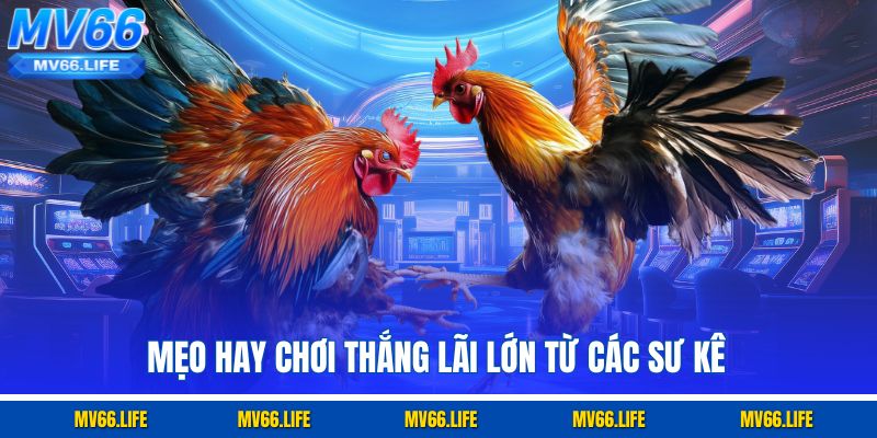 Mẹo hay chơi thắng lãi lớn từ các sư kê