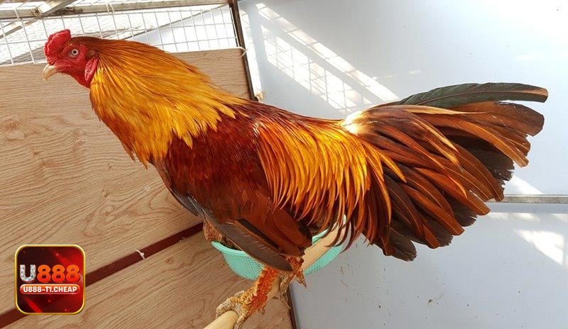 Đá Gà Online - Nguồn trận từ các trường gà nổi tiếng Đá Gà Online - Nguồn trận từ các trường gà nổi tiếng