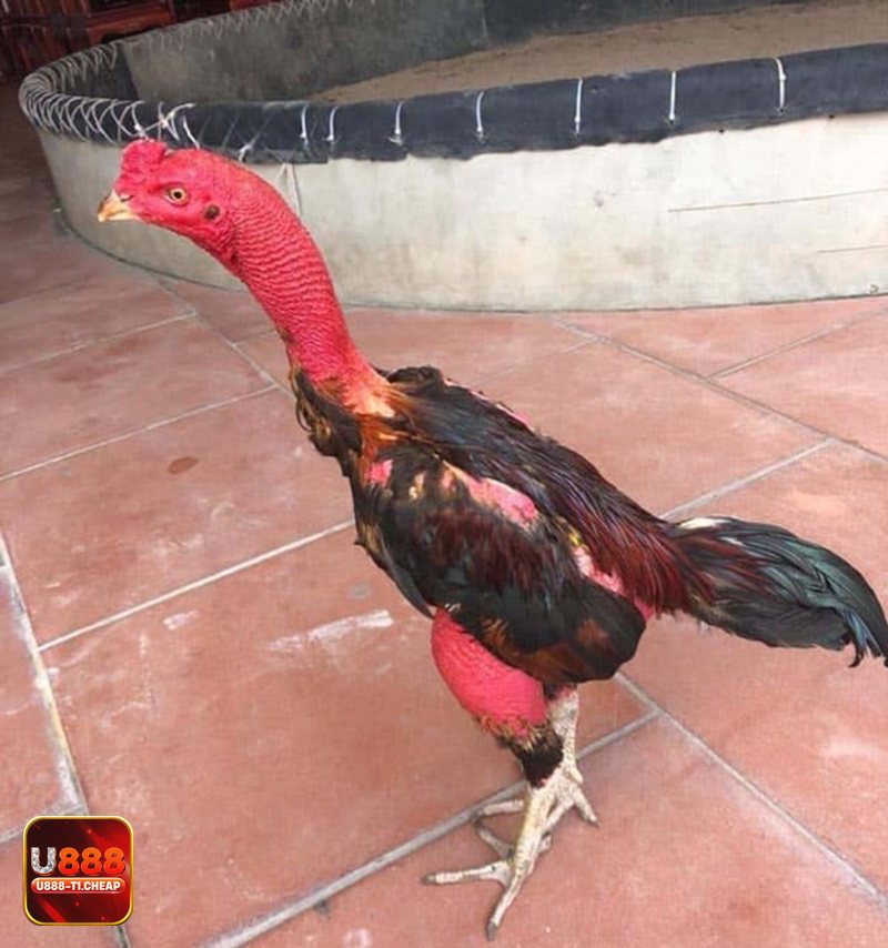 Đá Gà Online - Chọn trận, đặt kèo và theo dõi kết quả Đá Gà Online - Chọn trận, đặt kèo và theo dõi kết quả